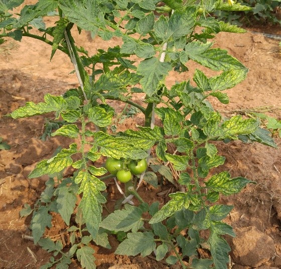 Leaf chlorosis and rolling in a ToCV-infected tomato plant. © William M. Wintermantel, USDA-ARS